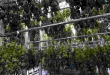 Netherlands Sees Major Legal Cannabis Launch With New Regulated Products